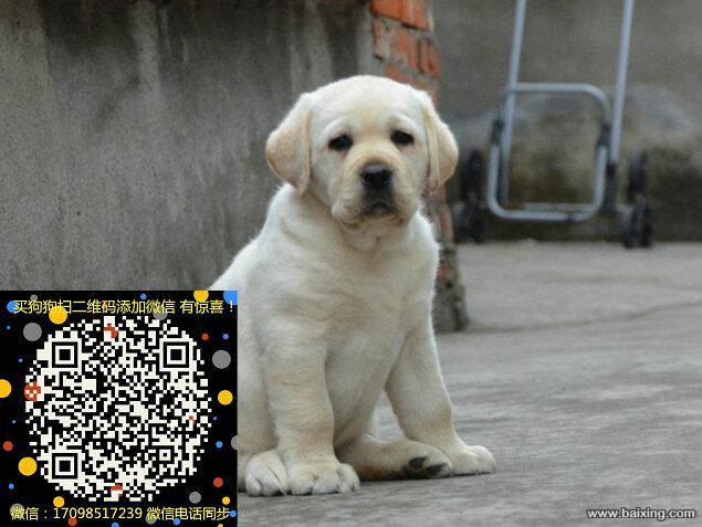 精品纯种拉布拉多犬,有公母,保证健康售后无忧攘