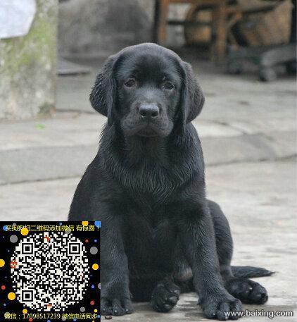 精品纯种拉布拉多犬,有公母,保证健康售后无忧攘