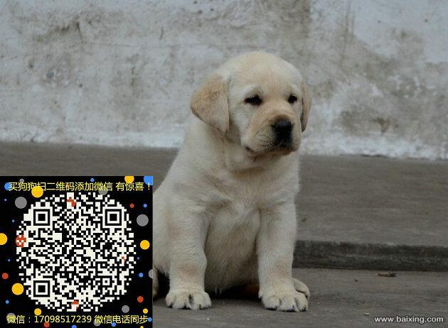 精品纯种拉布拉多犬,有公母,保证健康售后无忧攘